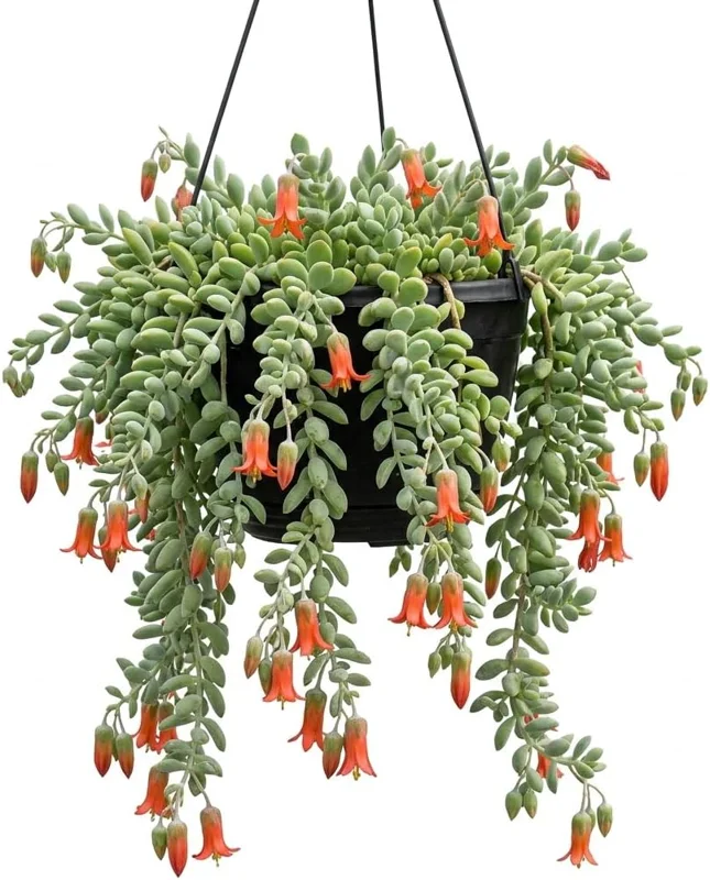 Cotyledon Pendens Succulent Live Plant - Cliff Cotyledon, 6-inch Pot, Trailing - Image 1