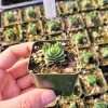 Crassula Buddha's Temple Live Plant – Rare Succulent in 2-inch Pot - Image 1
