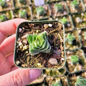 Crassula Buddha's Temple Live Plant – Rare Succulent in 2-inch Pot - Image 7