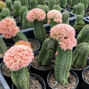 Crassula Buddha's Temple Live Plant – Rare Succulent in 2-inch Pot - Image 9
