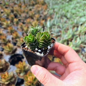Crassula Buddha's Temple Live Plant – Succulent – 2 inch/4 inch Pot – Indoor - Image 10