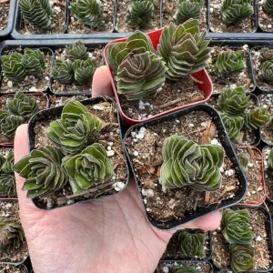 Crassula Buddha's Temple Live Plant – Succulent – 2 inch/4 inch Pot – Indoor - Image 11