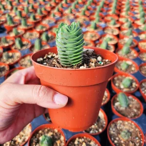 Crassula Buddha's Temple Live Plant – Succulent – 2 inch/4 inch Pot – Indoor - Image 12