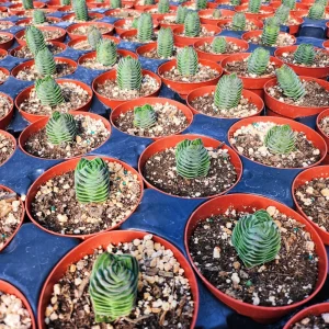 Crassula Buddha's Temple Live Plant – Succulent – 2 inch/4 inch Pot – Indoor - Image 13