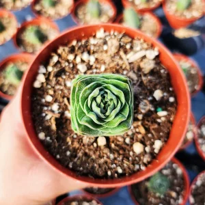 Crassula Buddha's Temple Live Plant – Succulent – 2 inch/4 inch Pot – Indoor - Image 14