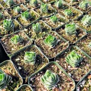 Crassula Buddha's Temple Live Plant – Succulent – 2 inch/4 inch Pot – Indoor - Image 7