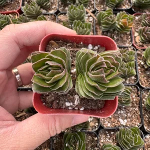 Crassula Buddha's Temple Live Plant – Succulent – 2 inch/4 inch Pot – Indoor - Image 9