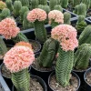 Crassula Buddha's Temple Live Plant – Succulent – 2 inch/4 inch Pot – Indoor - Image 1