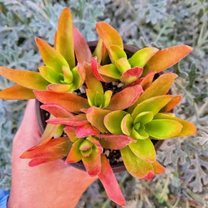 Crassula Capitella Campfire Live Plant - Succulent in 2