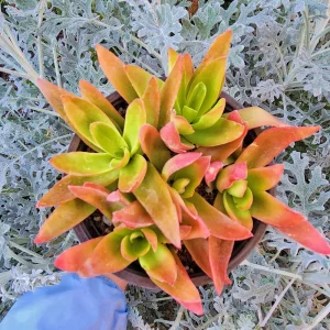 Crassula Capitella Campfire Live Plant - Succulent in 2