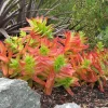 Crassula Capitella Campfire Live Plant - Succulent in 2" or 4" Pot - Image 1