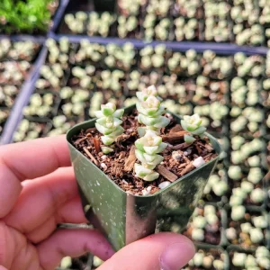 Crassula Commutata Live Plant – Stacking Succulent – 2 inch pot – Indoor/Outdoor - Image 1