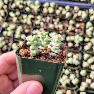 Crassula Commutata Live Plant – Stacking Succulent – 2 inch pot – Indoor/Outdoor - Image 7