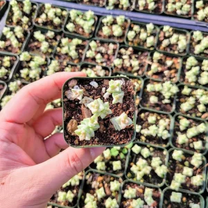 Crassula Commutata Live Plant – Stacking Succulent – 2 inch pot – Indoor/Outdoor - Image 8
