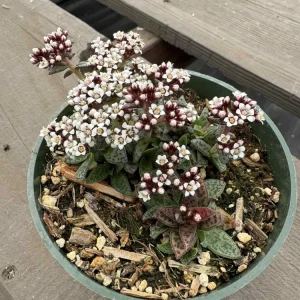 Crassula exilis subsp. cooperi Tiger Jade Succulent Live Plant, 2 inch Pot - Image 10