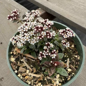 Crassula exilis subsp. cooperi Tiger Jade Succulent Live Plant, 2 inch Pot - Image 11