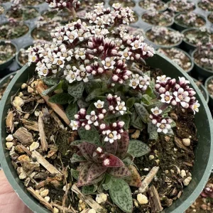 Crassula exilis subsp. cooperi Tiger Jade Succulent Live Plant, 2 inch Pot - Image 12