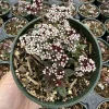 Crassula exilis subsp. cooperi Tiger Jade Succulent Live Plant, 2 inch Pot - Image 1