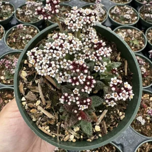 Crassula exilis subsp. cooperi Tiger Jade Succulent Live Plant, 2 inch Pot - Image 1