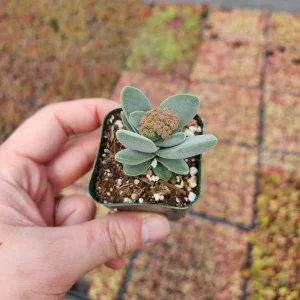 Crassula Morgan's Beauty Succulent Live Plant – Silver Springtime – 2