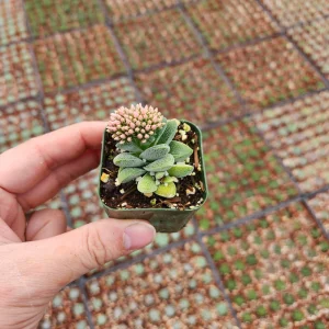 Crassula Morgan's Beauty Succulent Live Plant – Silver Springtime – 2