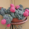Crassula Morgan's Beauty Succulent Live Plant – Silver Springtime – 2" or 4" Pot - Image 1