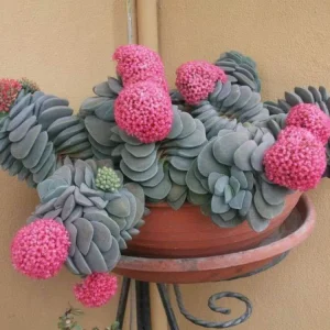Crassula Morgan's Beauty Succulent Live Plant – Silver Springtime – 2