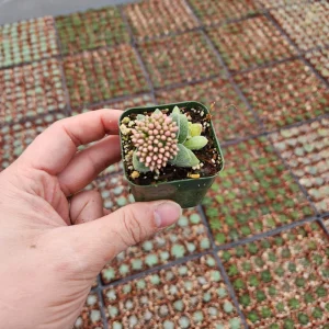 Crassula Morgan's Beauty Succulent Live Plant – Silver Springtime – 2