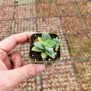 Crassula Morgan's Beauty Succulent Live Plant – Silver Springtime – 2