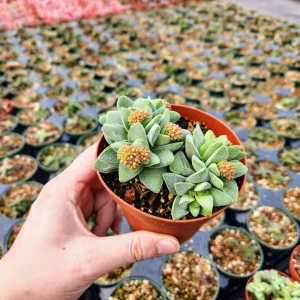 Crassula Morgan's Beauty Succulent Live Plant – Silver Springtime – 2