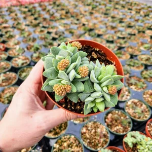 Crassula Morgan's Beauty Succulent Live Plant – Silver Springtime – 2
