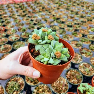 Crassula Morgan's Beauty Succulent Live Plant – Silver Springtime – 2