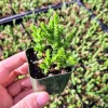 Crassula Muscosa Princess Pine Live Succulent Plant – 2 Inch Pot – Indoor - Image 1