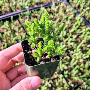 Crassula Muscosa Princess Pine Live Succulent Plant – 2 Inch Pot – Indoor - Image 1