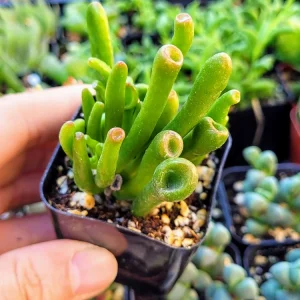 Crassula Ovata Gollum Live Plant – Variegated ET Fingers Succulent – 2 inch Pot – Indoor - Image 10