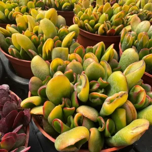 Crassula Ovata Gollum Live Plant – Variegated ET Fingers Succulent – 2 inch Pot – Indoor - Image 11