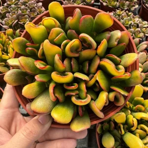 Crassula Ovata Gollum Live Plant – Variegated ET Fingers Succulent – 2 inch Pot – Indoor - Image 12