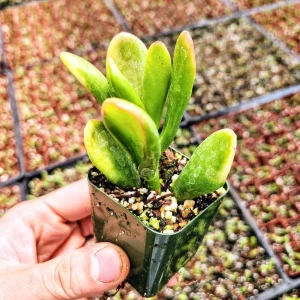 Crassula Ovata Gollum Live Plant – Variegated ET Fingers Succulent – 2 inch Pot – Indoor - Image 7