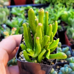 Crassula Ovata Gollum Live Plant – Variegated ET Fingers Succulent – 2 inch Pot – Indoor - Image 8