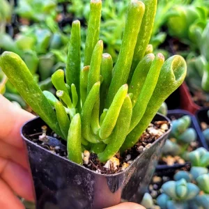 Crassula Ovata Gollum Live Plant – Variegated ET Fingers Succulent – 2 inch Pot – Indoor - Image 9