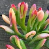 Crassula Ovata Gollum Live Plant – Variegated ET Fingers Succulent – 2 inch Pot – Indoor - Image 1