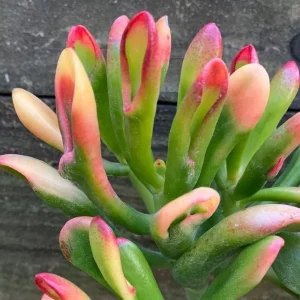 Crassula Ovata Gollum Live Plant – Variegated ET Fingers Succulent – 2 inch Pot – Indoor - Image 1