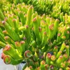 Crassula Ovata Gollum Live Succulent Plant - 2 inch Pot - Indoor/Outdoor - Image 1