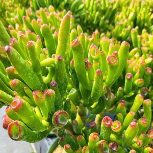 Crassula Ovata Gollum Live Succulent Plant - 2 inch Pot - Indoor/Outdoor - Image 1