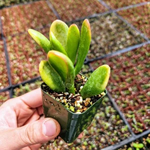 Crassula Ovata Gollum Live Succulent Plant - 2 inch Pot - Indoor/Outdoor - Image 6