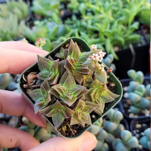 Crassula Pagoda Village Succulent Live Plant – 2 inch Potted Houseplant - Image 2