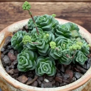 Crassula Pagoda Village Succulent Live Plant - 2 inch Potted Houseplant - Image 2