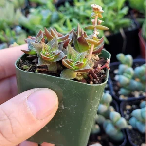Crassula Pagoda Village Succulent Live Plant – 2 inch Potted Houseplant - Image 3