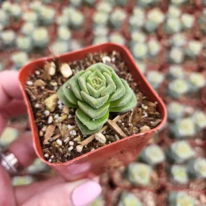 Crassula Pagoda Village Succulent Live Plant - 2 inch Potted Houseplant - Image 3