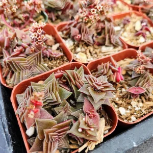 Crassula Pagoda Village Succulent Live Plant – 2 inch Potted Houseplant - Image 4